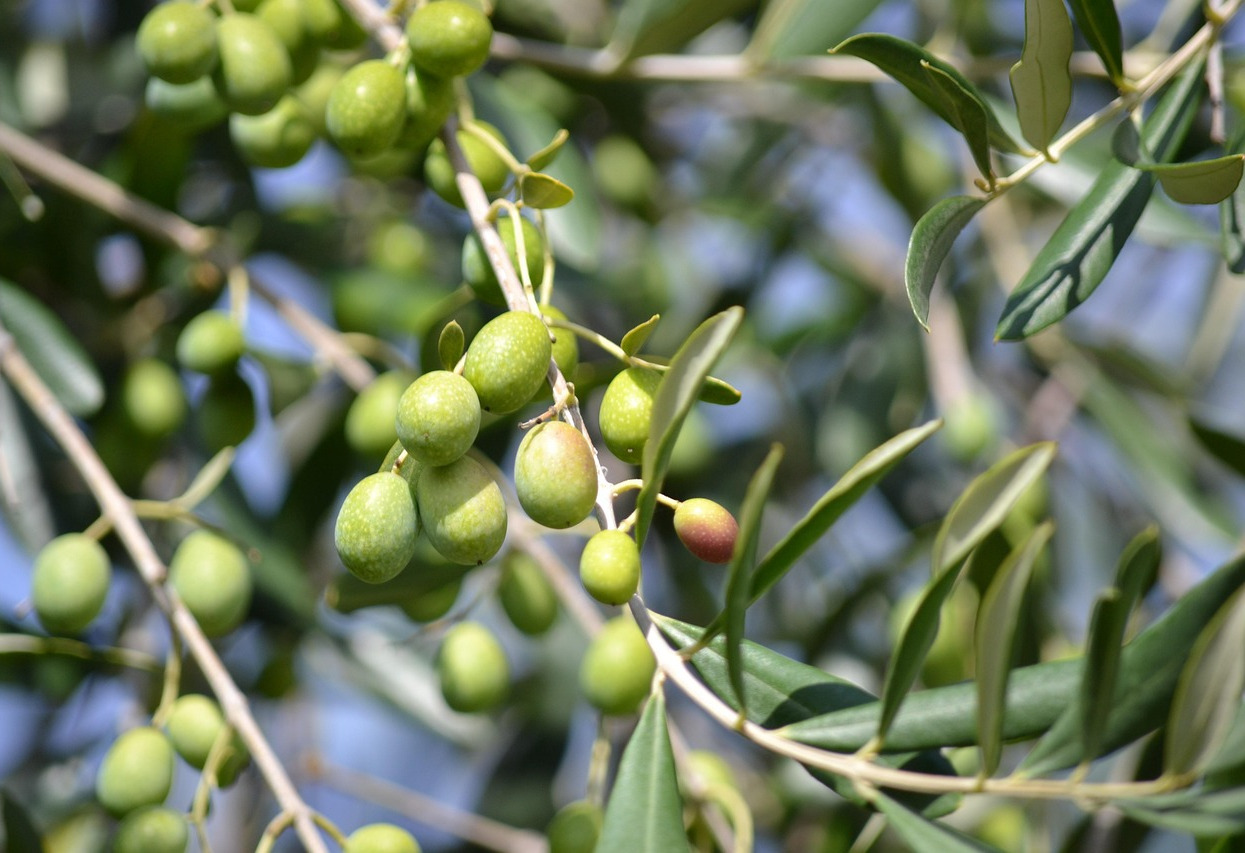 Morocco olive harvest